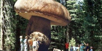 Unveil nature’s enduring legacy and remarkable resilience with the discovery of the world’s oldest living thing: a colossal mushroom thriving for 2,400 years