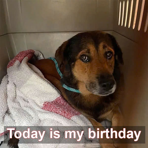 Today is my 6th birthday at the shelter, hope I get adopted soon