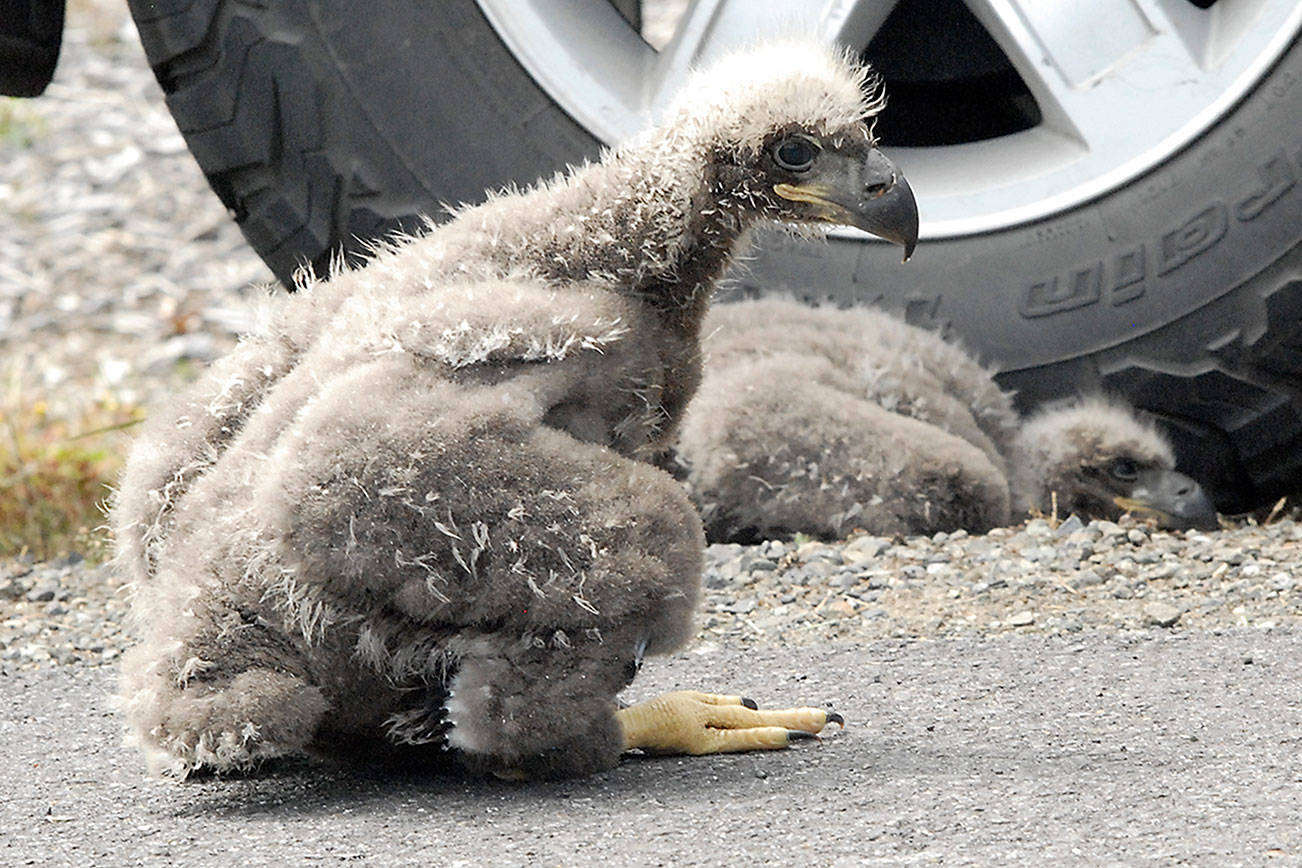 Baby eagles replaced in nest and watched over by neighbors | Sequim Gazette