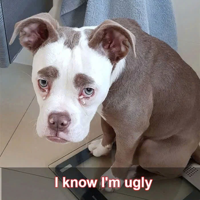 This dog Mine was often abused by his family just because they didn’t like his appearance