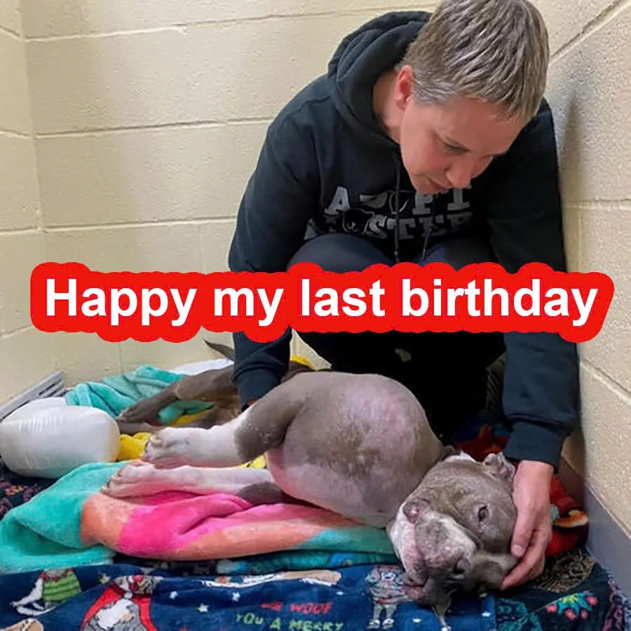 Heartbroken dog Juli waited 13 years at the shelter, today is the dog’s last birthday