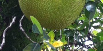 The Jackfruit: A Delicious Culinary Treasure and Natural Wonder