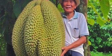 Exploring Nature’s Bounty: Giant Jackfruits And Enormous Durians Unveiled