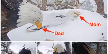 2 eagle parents took turns getting covered in snow to protect their eggs from the California storm