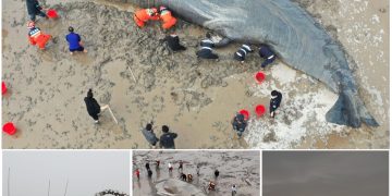 20-Hour-Long Rescue Mission Saves Life Of Stranded Whale Weighing 10 Tons