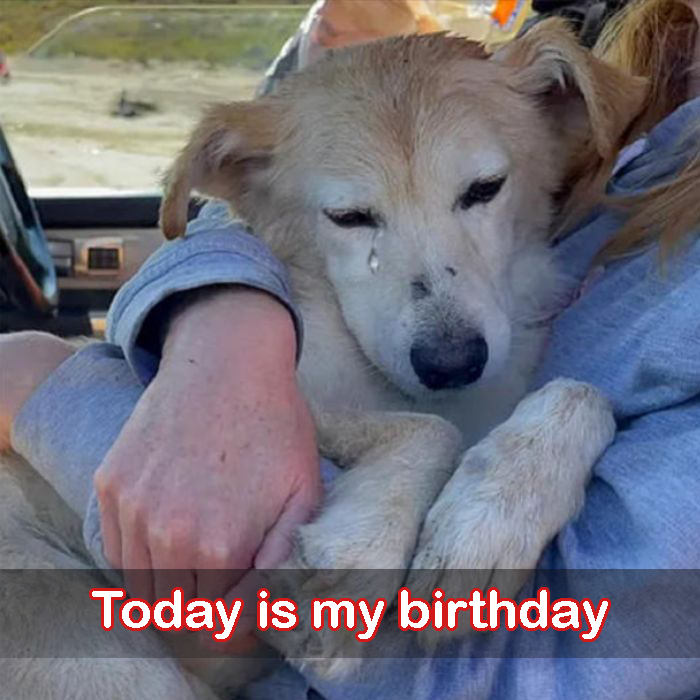 Today is my birthday but my parents are taking me to the shelter, I feel so sad