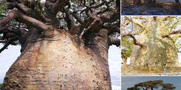 The Baobab Tree: A Window into the Past and Future of Africa