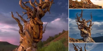 “Living Legend: Meet the 5,484-Year-Old ‘Great-Grandfather’ Tree – The Oldest in the World!”