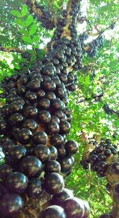 Phần này có thể chứa: grapes are growing on the tree and ready to be picked