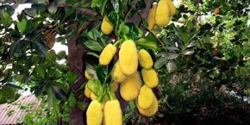 Incredible Jackfruit tree Bears Over 500 Fruits on a Single trunk