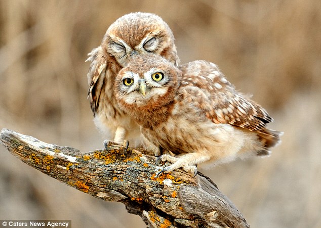 He's a hoot! The two love birds spent nearly ten minutes pecking away at each other's feathers