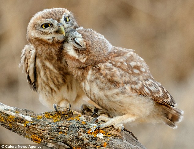 That's the spot: One of the owlets looks like he is about to float away as the other 'kisses' him on the cheek