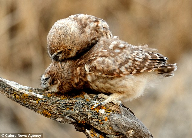 Result: Mr Kogan had to be patient and wait until the young owls were unafraid of him before snapping away