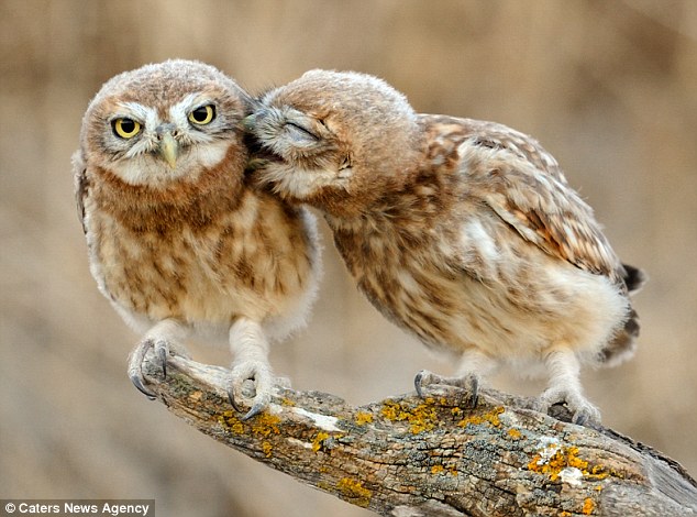 Nibble, nibble: The owlets could be seen lovingly pecking at each other on a branch near their nest