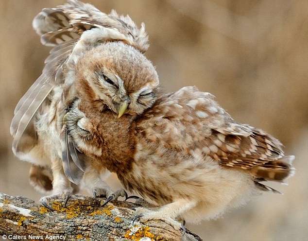 Magic moments: The adorable pictures were captured by Israeli photographer Vladimir Kogan