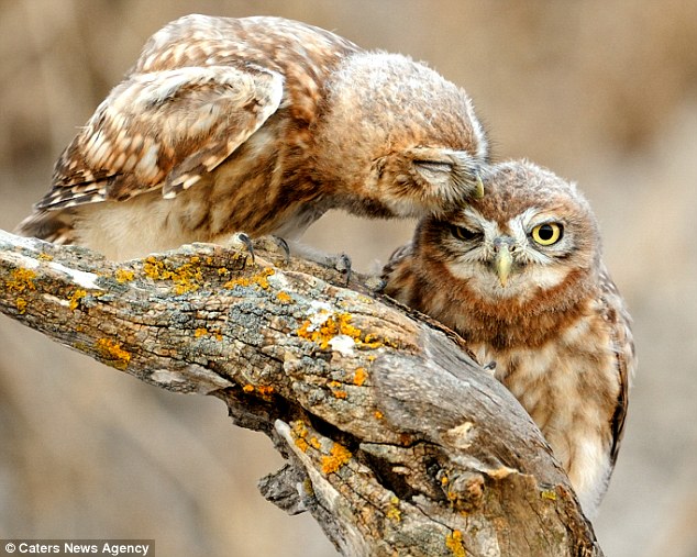 Owl always love you: The young owls were spotted cuddling near Beit She'an, Israel