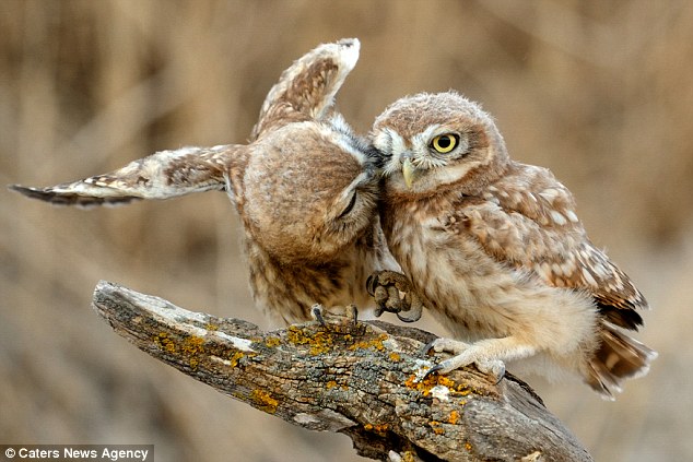 Peck on the cheek: These two cute owls showed some affection ahead of Valentine's Day