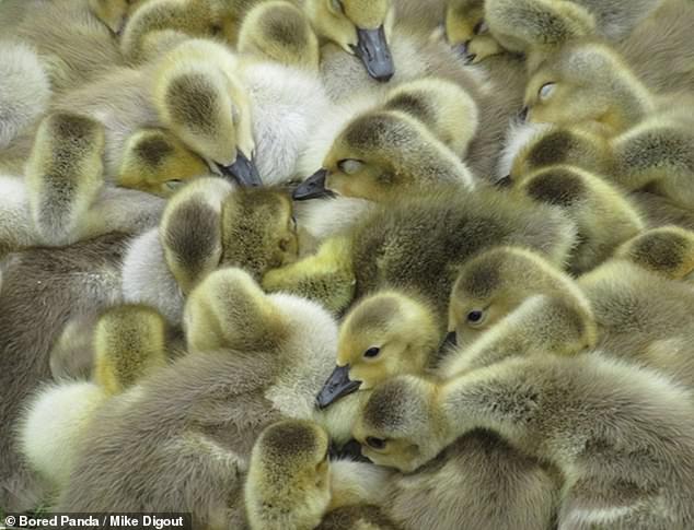 The phenomenon is called gang brood - when an adult goose looks after her own goslings as well as other geese's. Pictured, the family Mike revisited