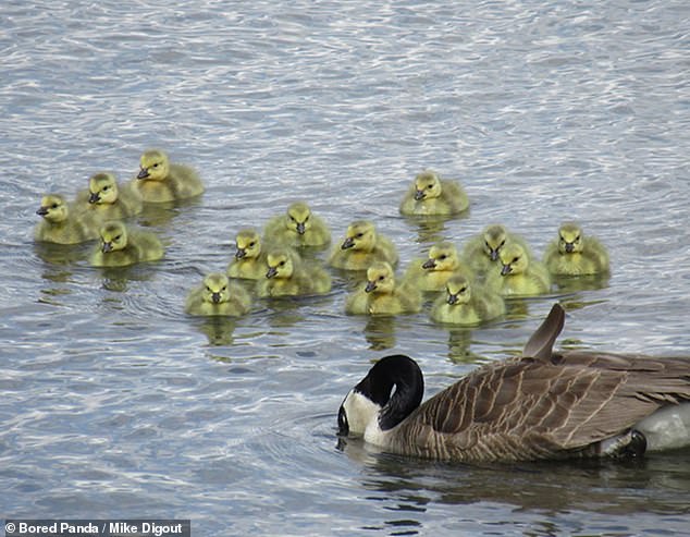 While some geese raise only their own goslings, gang brooding - when one adults looks after the goslings of others - is common (pictured)