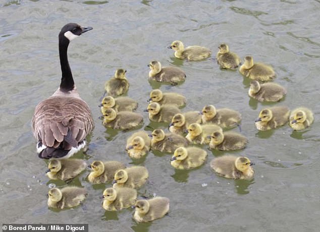 Goslings are very independent and will venture away from their mothers, but because they are so young, they sometimes get lost. Pictured, the goose going for a swim with 26 little goslings