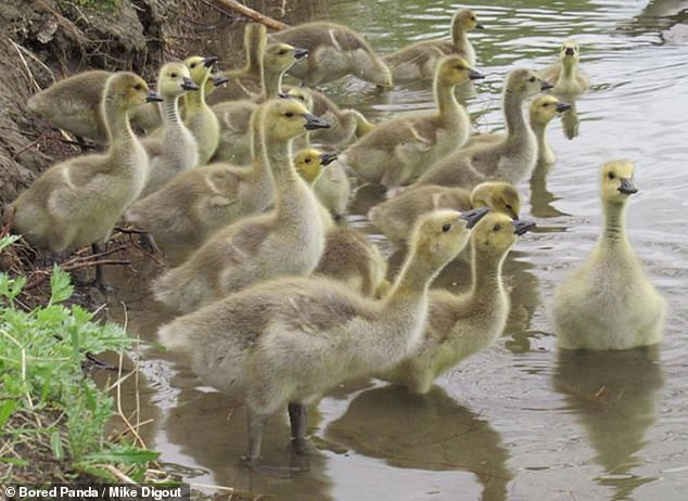 The goslings (pictured) are growing up well under the care of several adult geese who mind them on outings - just like a babysitter