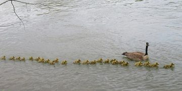 Meet the mother goose with the most children in the world! A pair of parent geese brought with them up to 47 children at the same time, surprising everyone