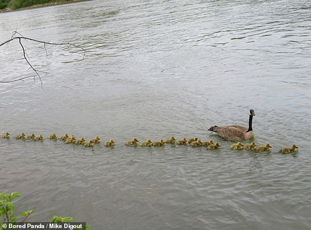 Mike Digout, from Saskatoon, saw the goose with 47 goslings during a walk along the Saskatchewan riverbank in Canada - and was startled by how many goslings swam behind her in the water (pictured)