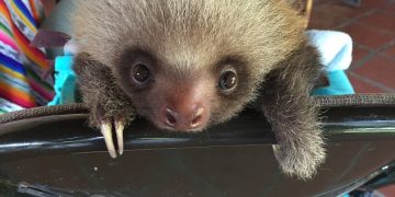 You can’t help but love these orphans! Heartwarming moment shows orphaned baby sloths learning to climb with the help of a rocking chair after loѕіng their mother