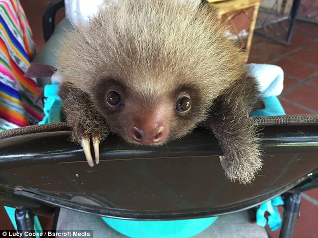 The baby mammals were filmed learning how to climb at the Toucan Rescue Ranch in Costa Rica