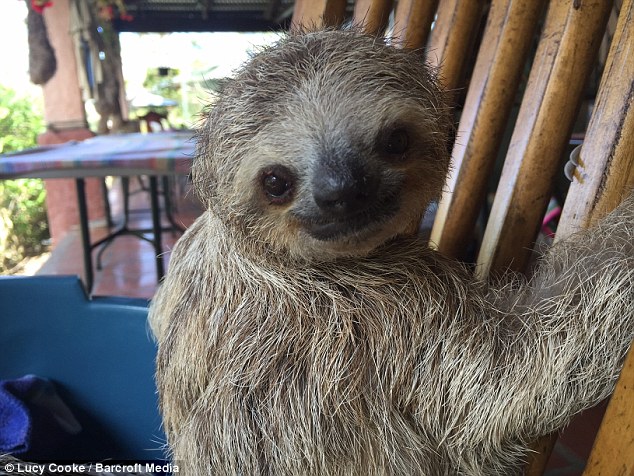 The baby sloths were filmed by zoologist and broadcaster Lucy Cooke during a visit to the centre