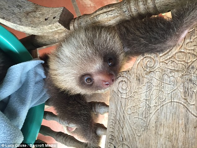 Lucy, the 'Spielberg' of sloth documentaries, said she was charmed by the 'eccentric biology' of the animal