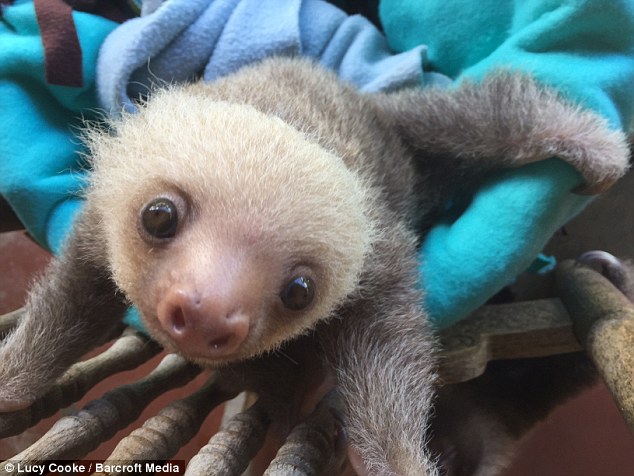 The wildlife rehabilitation centre  uses a rocking chair to help teach the orphaned baby sloths to climb