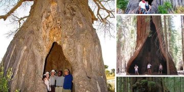 Guardians Of Eternity: Unveiling The Mystery Behind The Timeless Grandeur Of Ancient Trees