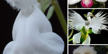 The Timeless Elegance: Exploring the Beauty of White Flowers