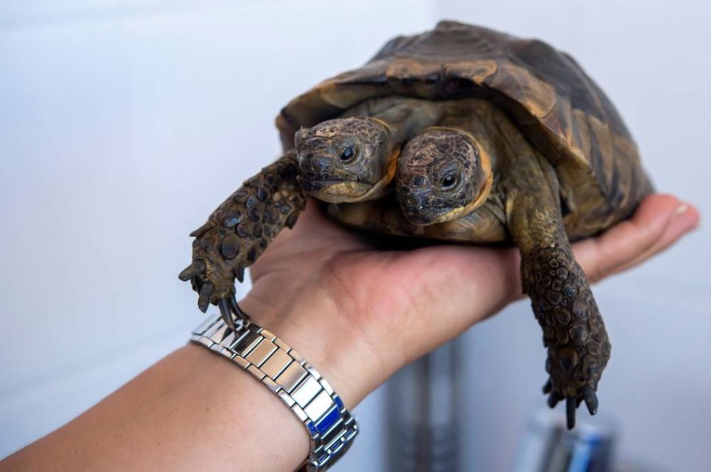 Mutant two-headed turtle found on South Carolina beach – thepressagge.com