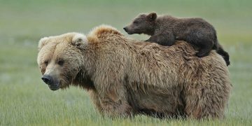 When I was little, I also loved being carried by my dad! Extremely adorable moment of a mischievous little bear who always likes to be carried on his mother’s back