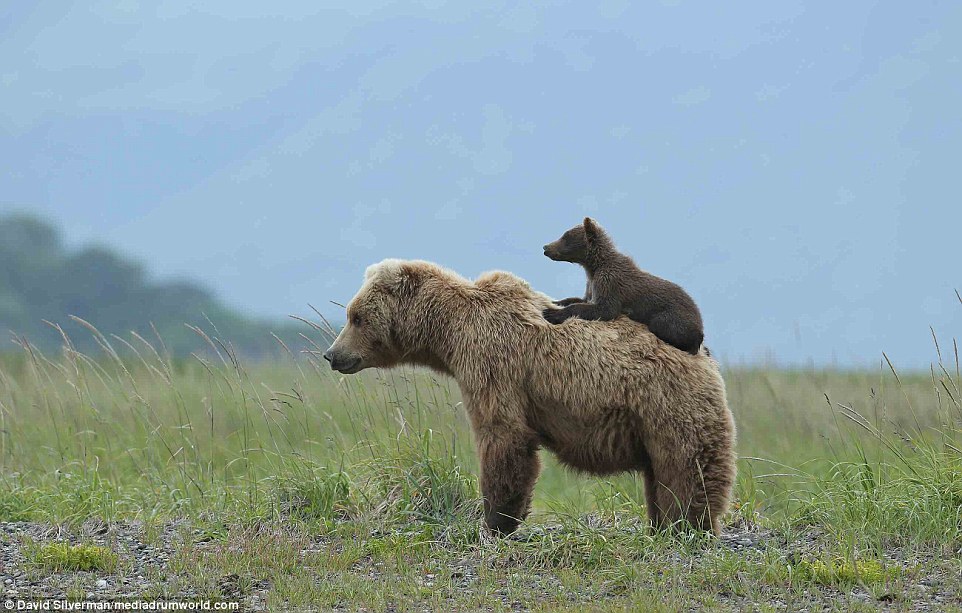 Banding together: The baby sits on its mother's back in another picture showing the touching relationship between the matriarch and baby