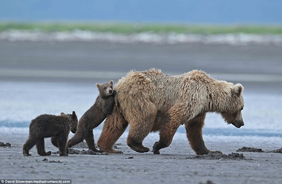 Grabbing a seat: The baby tries to grab a seat on its mother's back again but this time she is not being quite so obliging