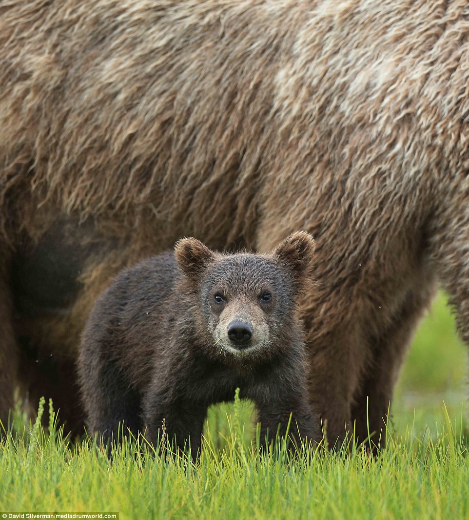 Saved: A cub, around six months old, walks beside its mother  after the fight, which may have left the cubs with a very slim chance of survival, should their mother have been killed or seriously hurt