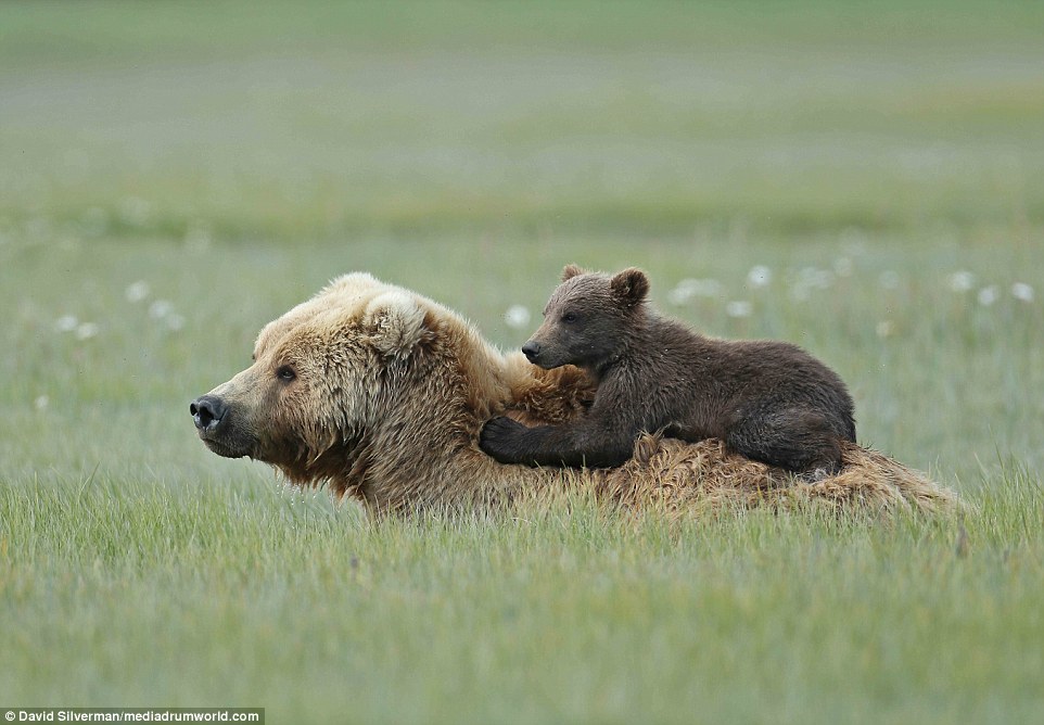 Holding on: The two are so close that the cub continues to embrace its mother, even when she stops moving and lays in the grass