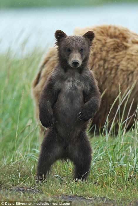 Own two feet: The cub stands up on its hind legs