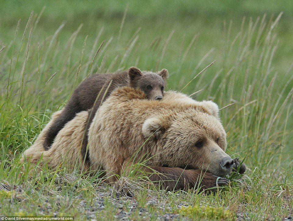 Nap time: Both bears lie down after what must have been an exhausting day playing, then fighting the threat from the larger animal