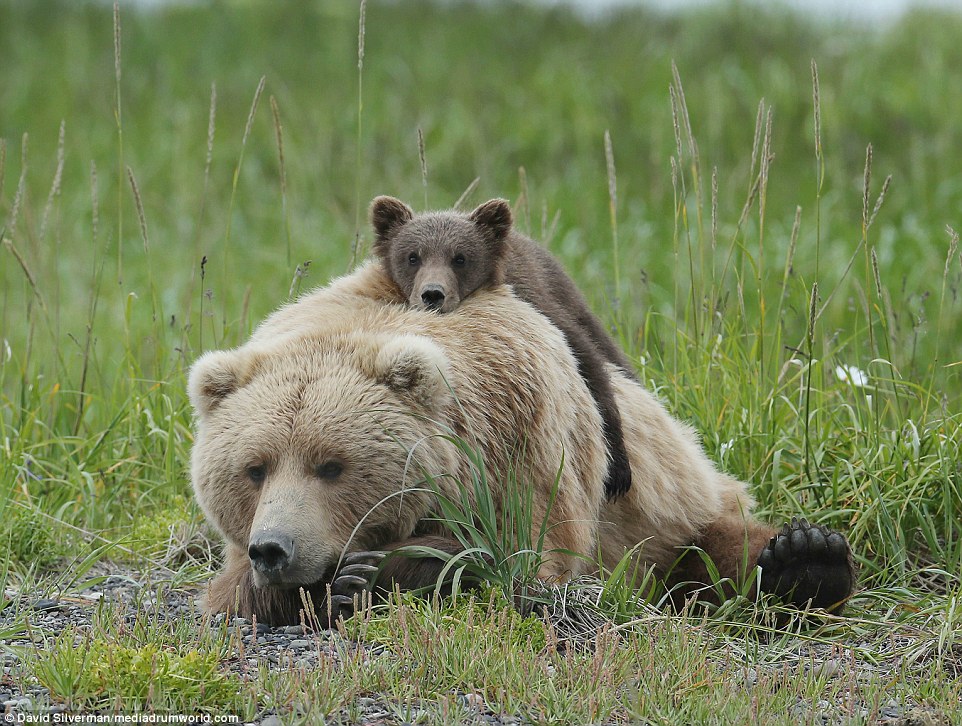 Fond embrace: The cub appears to be wrapping its arms around its mother as they rest in the grass at Hallo Bay in Alaska