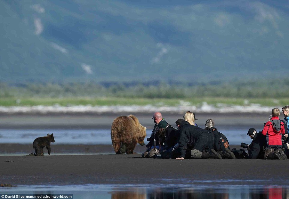 Spectacle: A group of photographers and wildlife enthusiasts relish in catching a glimpse of the mother and her cubs in the wild