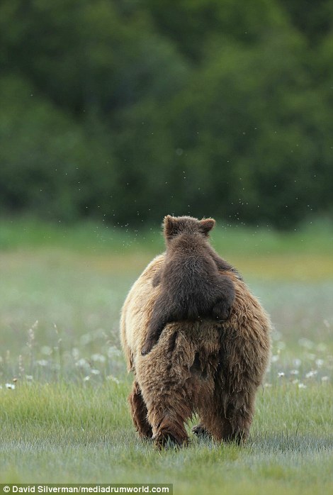 Free ride: But that doesn't stop it hopping on the back of its mother for a ride later on