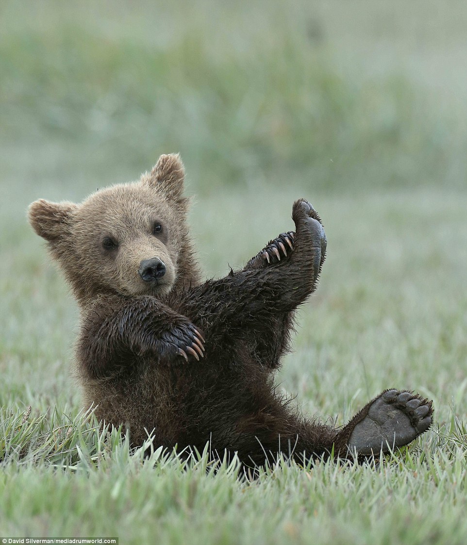 Adorable: The tiny bear cub rolls around in the grass in its home in Hallo Bay, Alaska, seemingly carefree, with its mother nearby