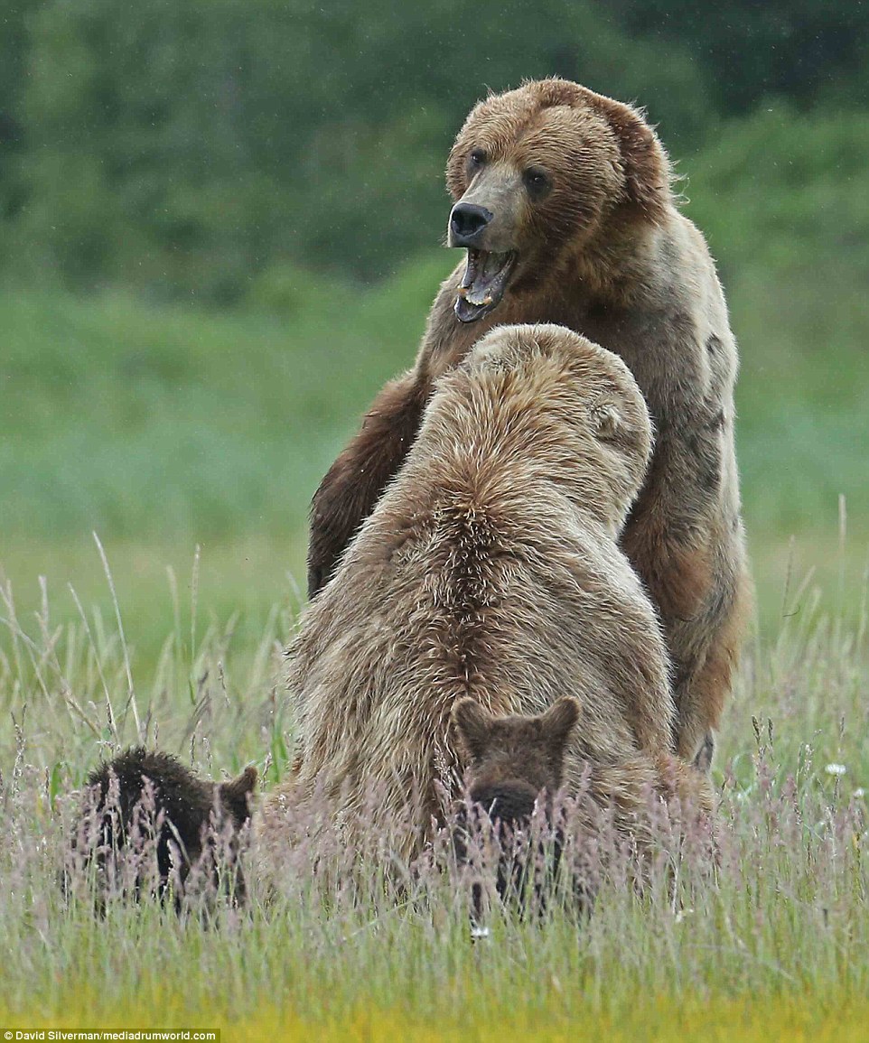 Aggression: The adult bears have a thunderous and aggressive encounter but the cubs can do nothing but stand nearby and watch