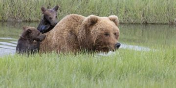 If you don’t nag I will carry you! A mischievous baby bear who doesn’t like water clings to his mother’s back to cross the river in a series of adorable photos