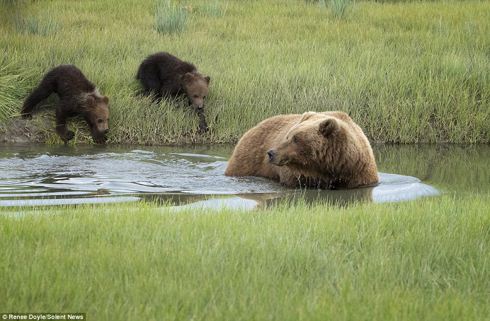 The mother looked over her shoulder to witness her two young charges' reluctance to enter the shallow water