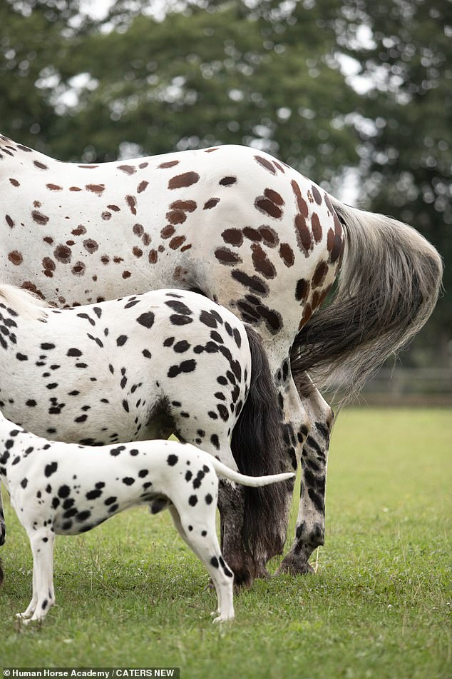 Greetje said: 'People always smile when they see the three together; often people refer to the 101 Dalmatians film and it brings up nice childhood memories for them.'